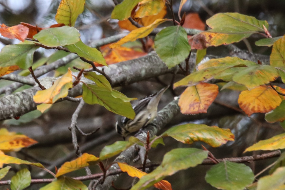 Black-throated Gray Warbler - ML645340599