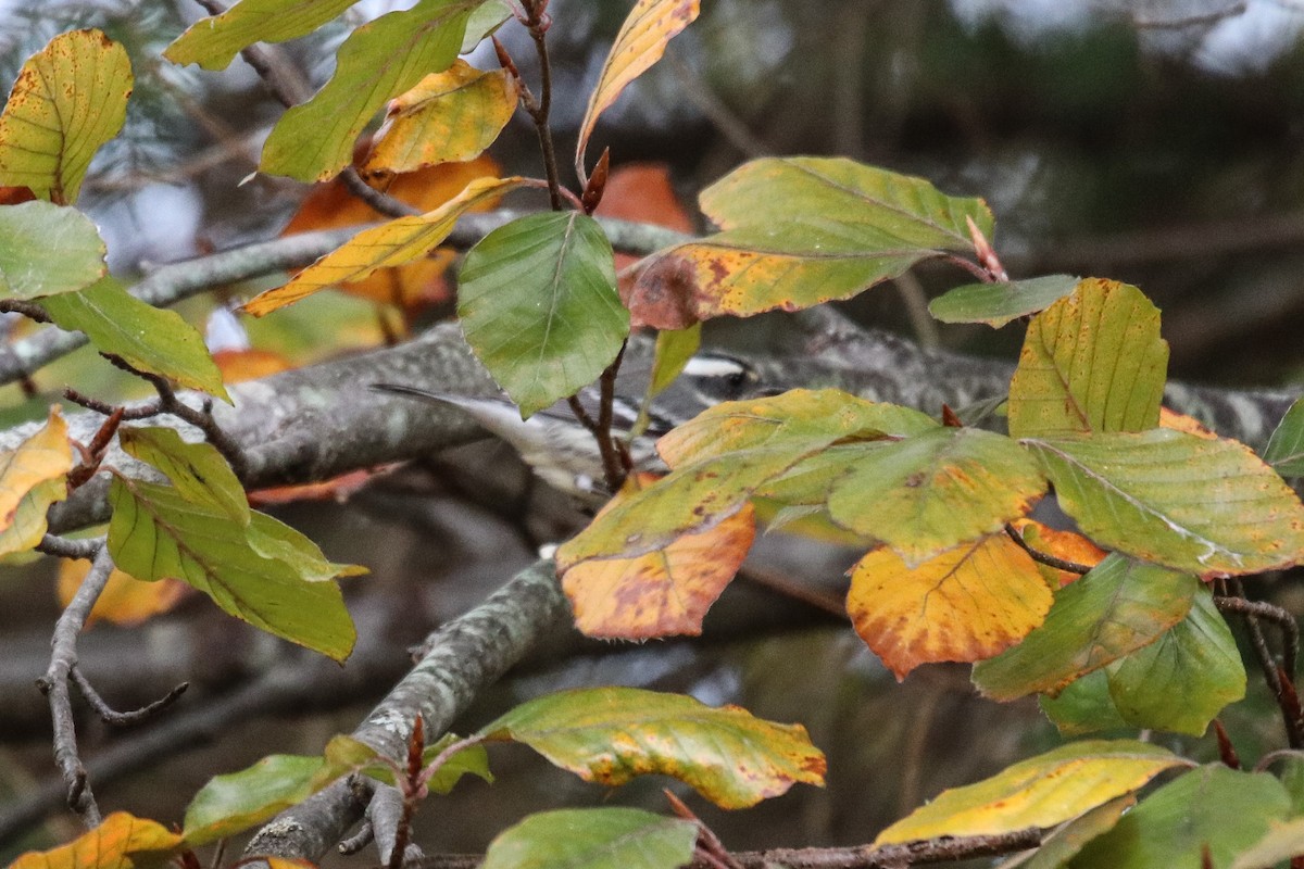 Black-throated Gray Warbler - ML645340600