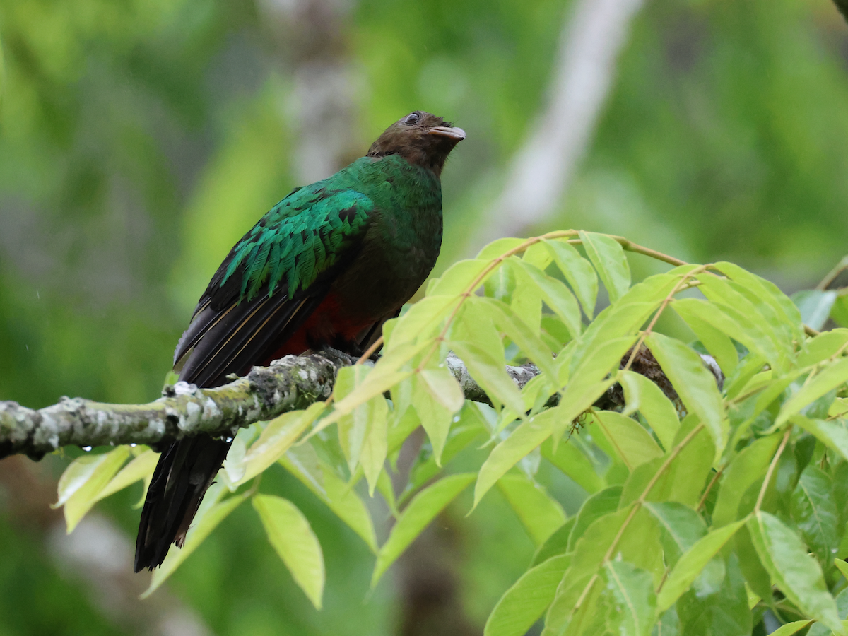 Quetzal doré - ML645340602