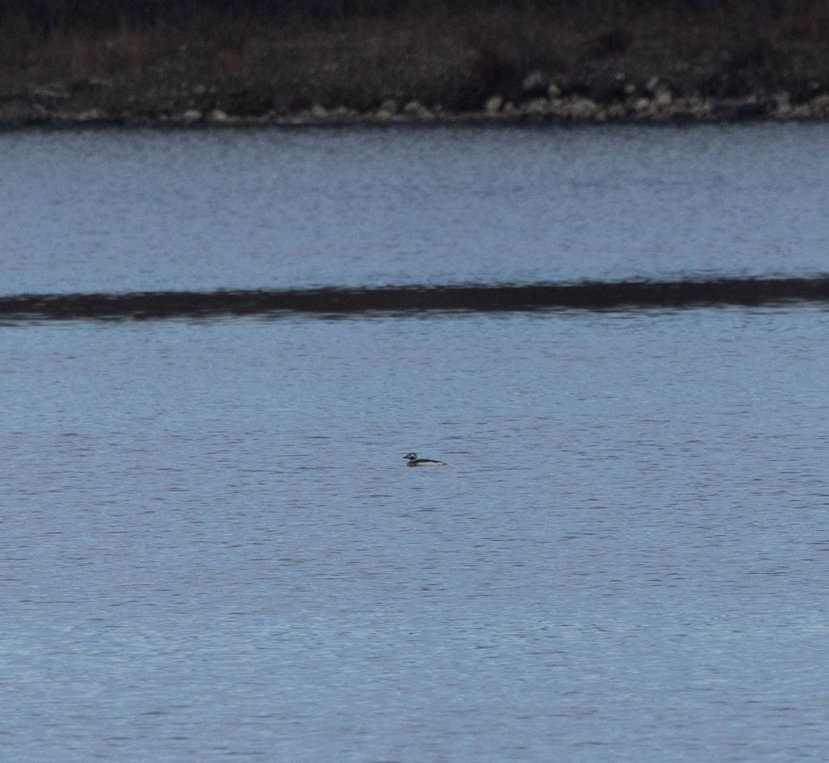 hoholka lední - ML645340603