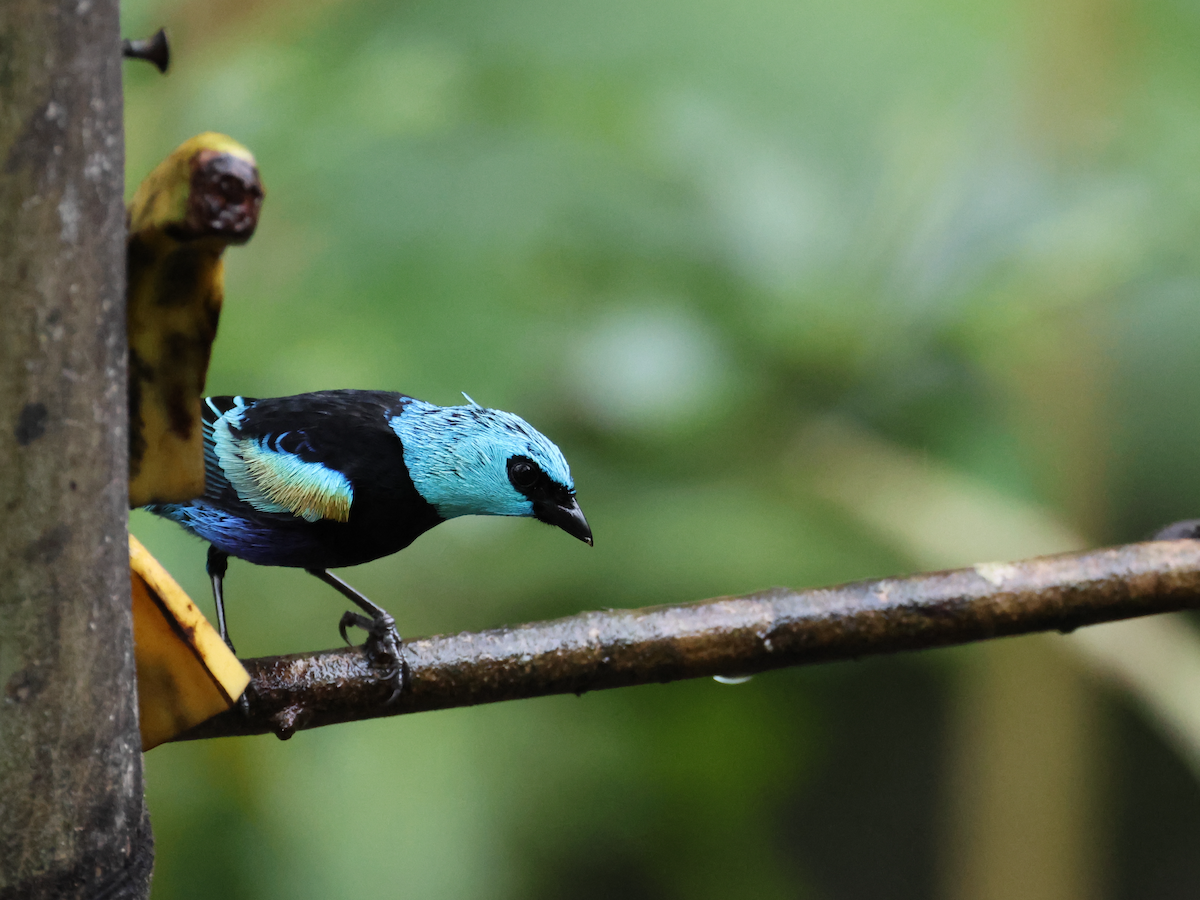 Лазурноголовая танагра - ML645340619