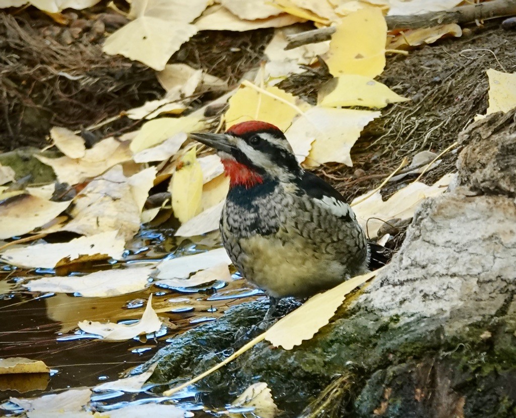 Yellow-bellied Sapsucker - ML645340620