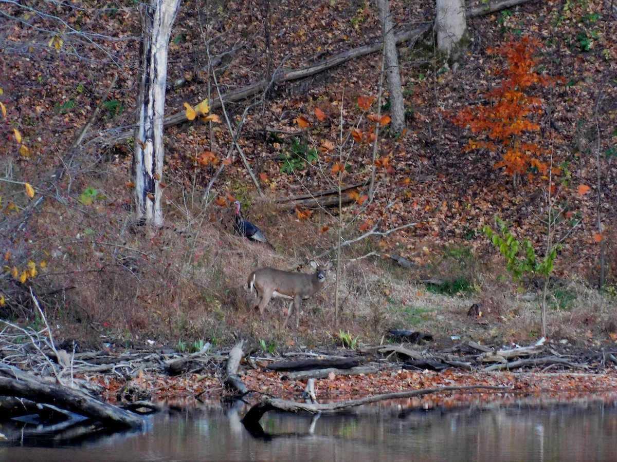 krocan divoký - ML645340630