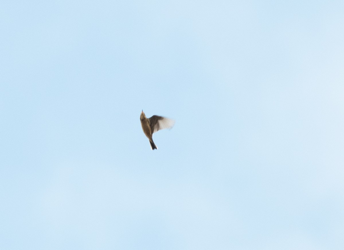 linduška tundrová - ML645340637