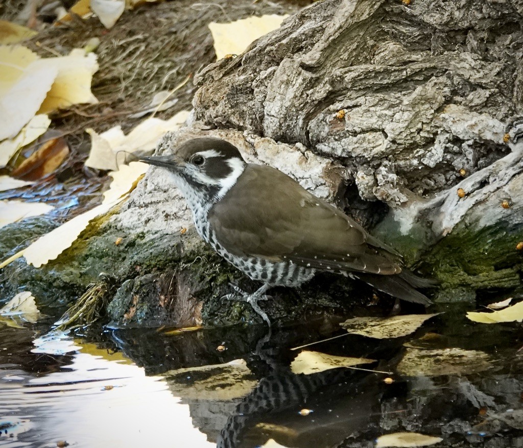 Arizona Woodpecker - ML645340649