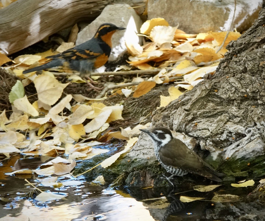 Arizona Woodpecker - ML645340650