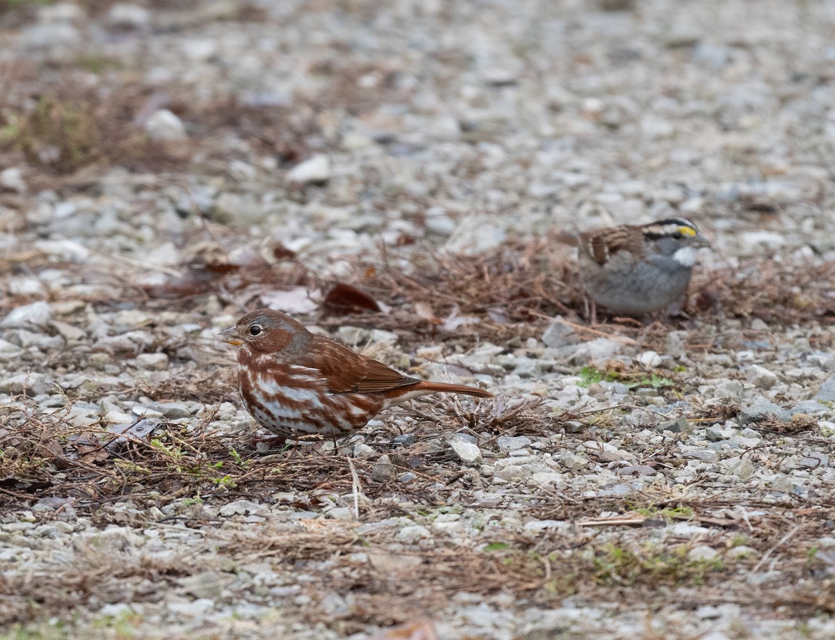 strnadec kaštanový - ML645340688