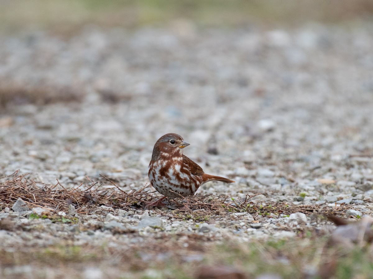 strnadec kaštanový - ML645340690