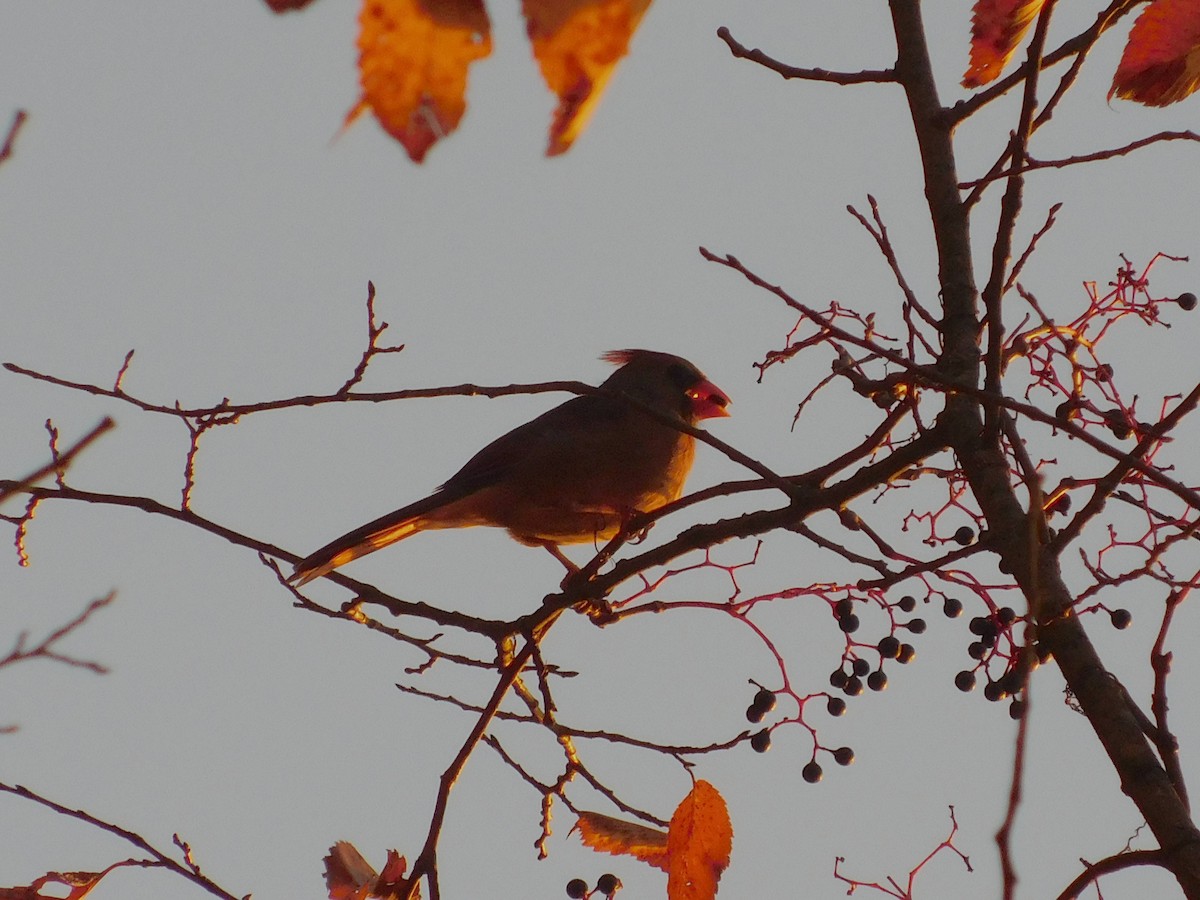 Northern Cardinal - ML645340707