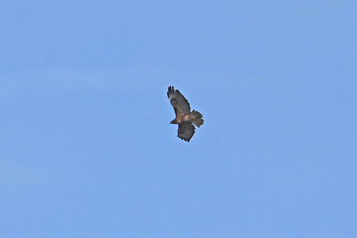 Rotschwanzbussard (calurus/alascensis) - ML645340715