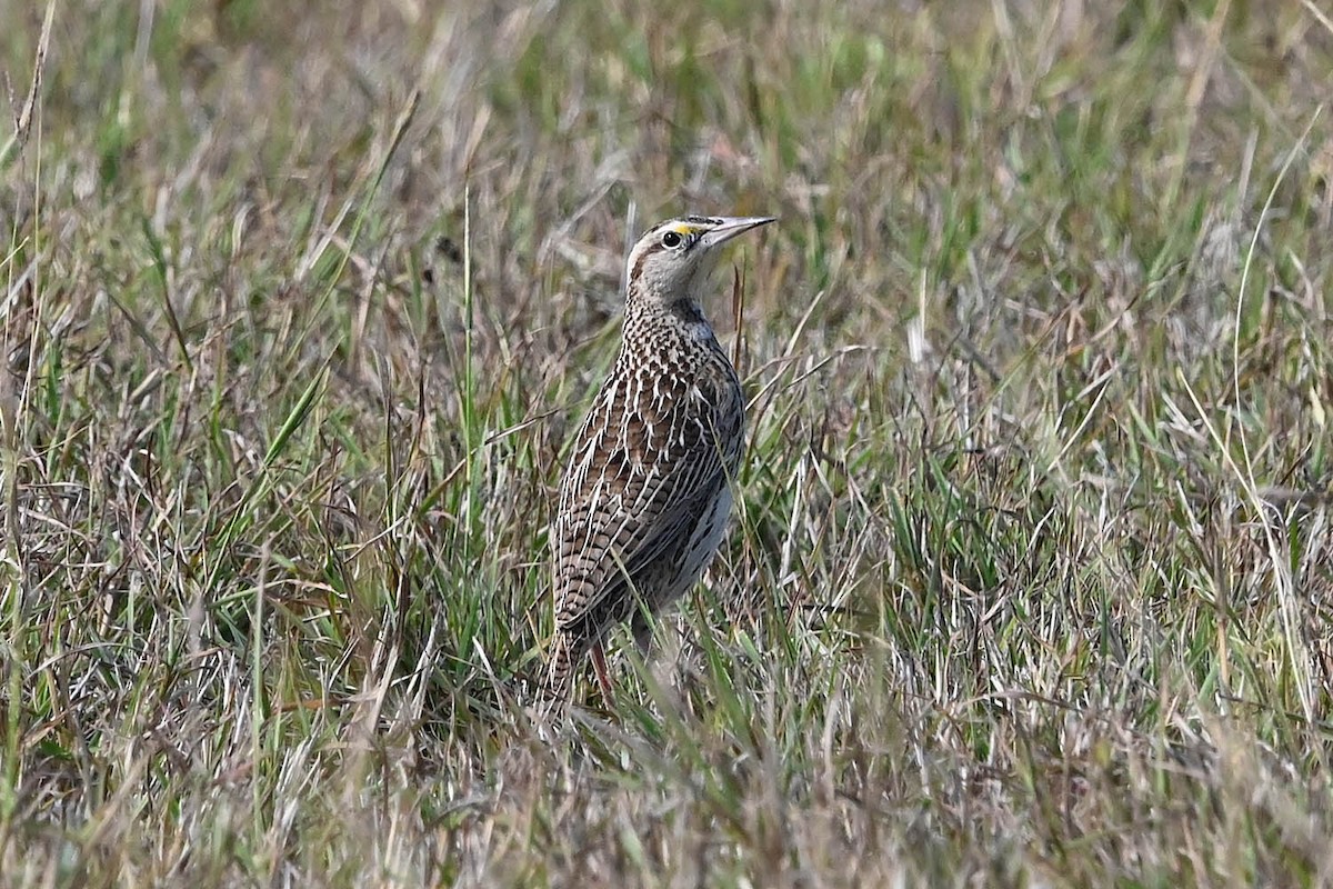 Wiesenstärling - ML645340736