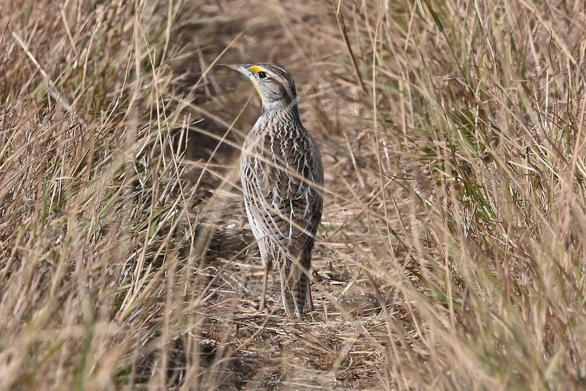 Wiesenstärling - ML645340737