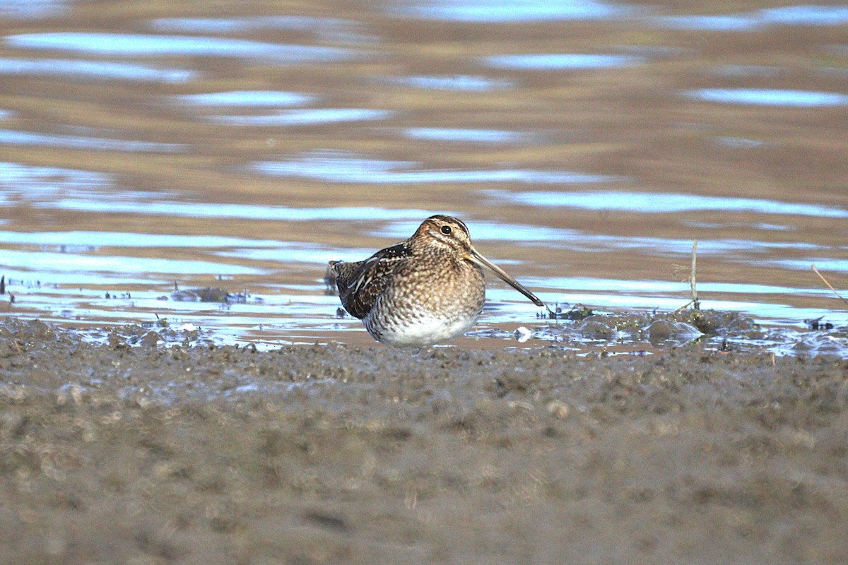 Wilson's Snipe - ML645340741
