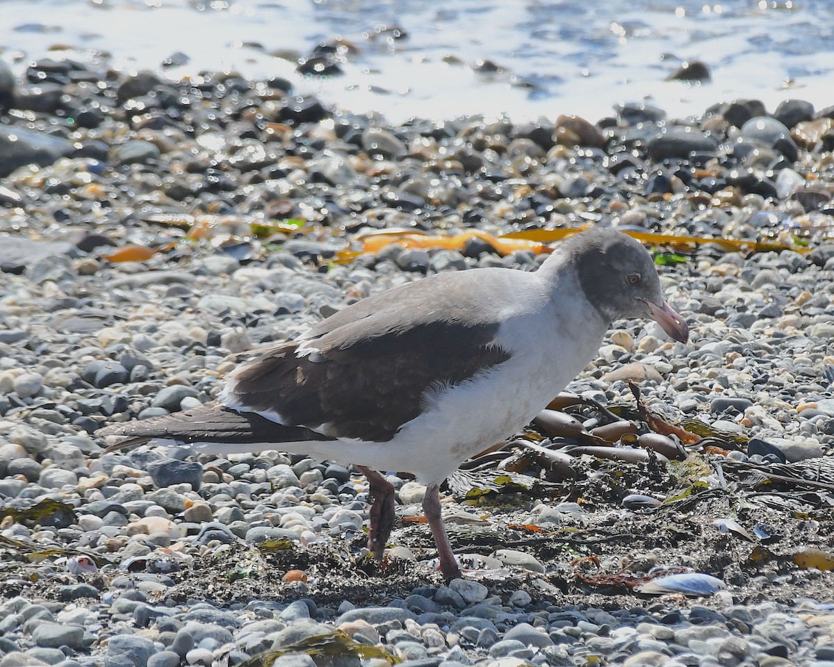 Dolphin Gull - ML645340748