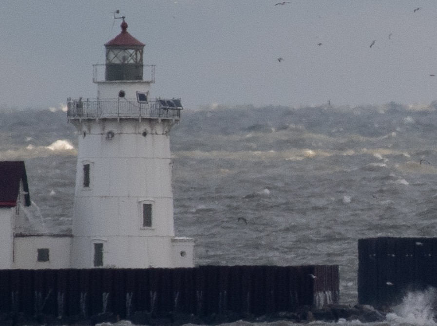 terej bílý - ML645340754