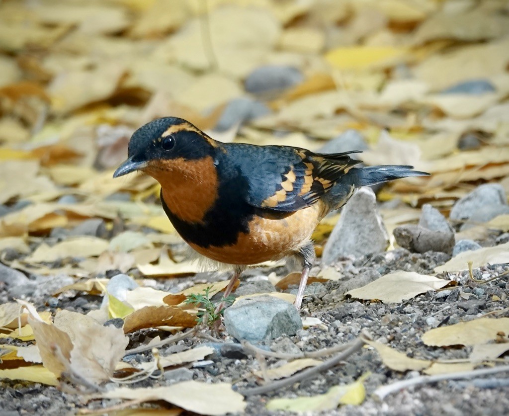 Varied Thrush - ML645340756