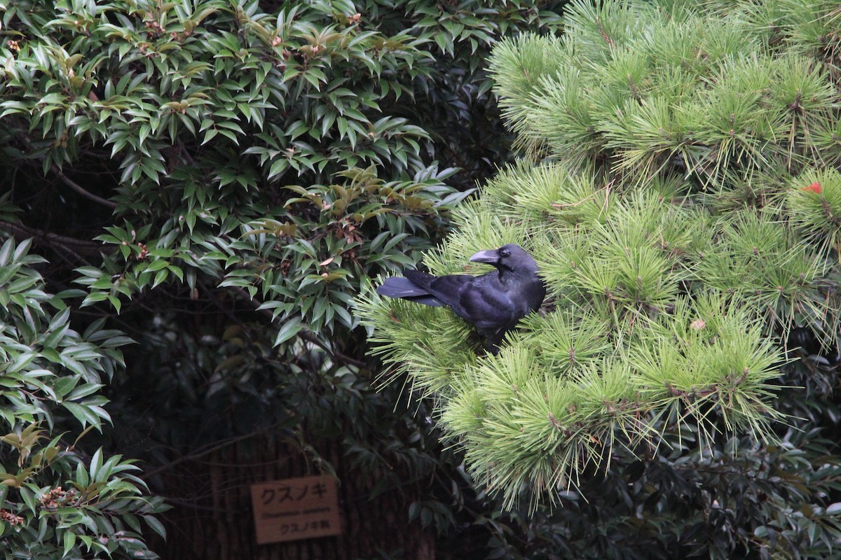 巨嘴鴉 - ML645340778