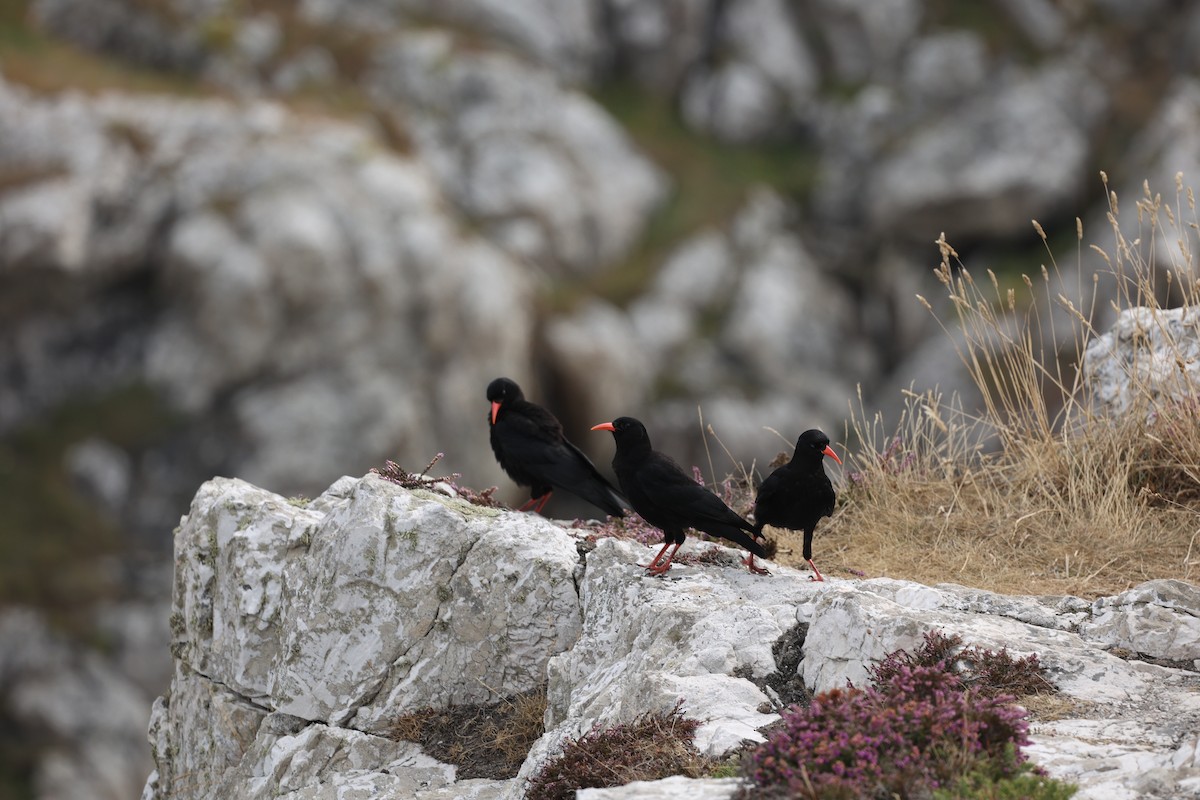 ベニハシガラス - ML645340780