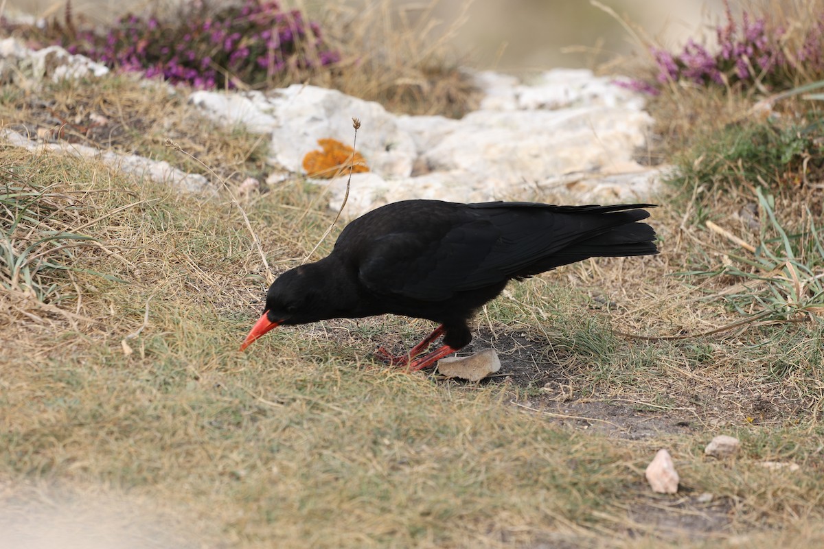 ベニハシガラス - ML645340781