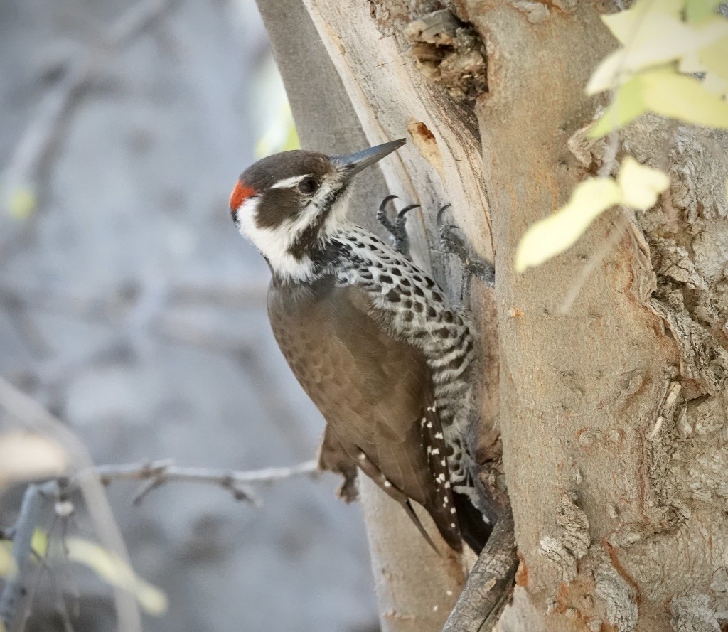 Arizona Woodpecker - ML645340785