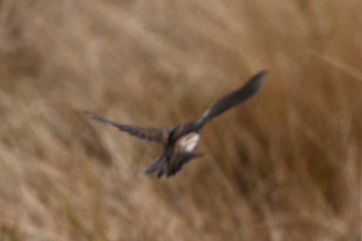 Neuweltammer, unbestimmt - ML645340786