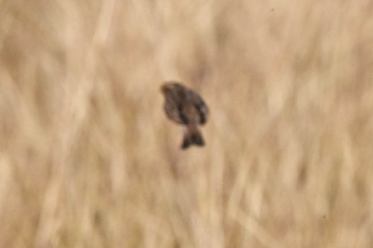 Neuweltammer, unbestimmt - ML645340787