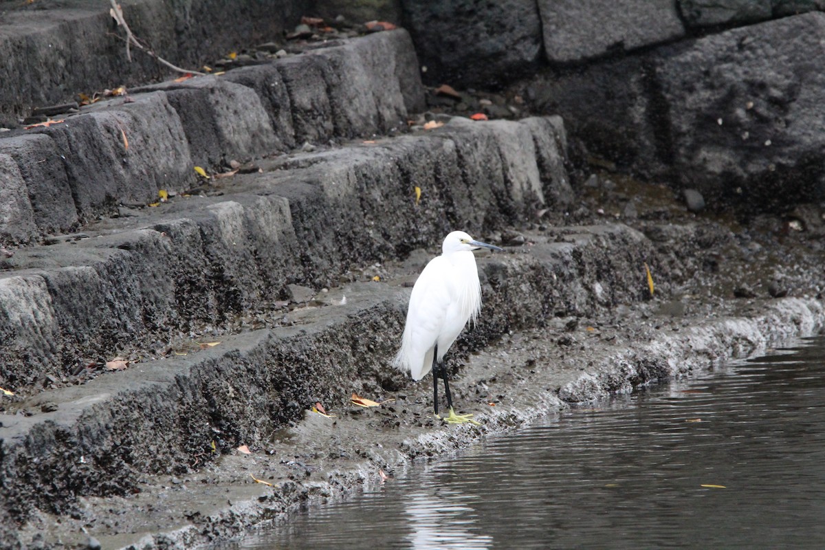 小白鷺 - ML645340789