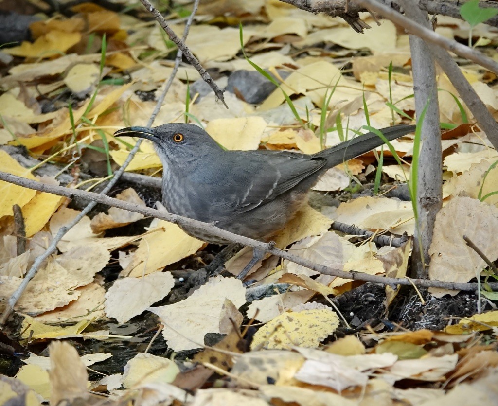 Curve-billed Thrasher (curvirostre Group) - ML645340797