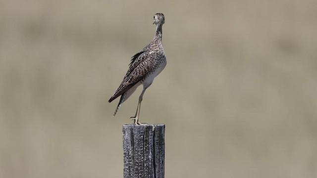 マキバシギ - ML645340800