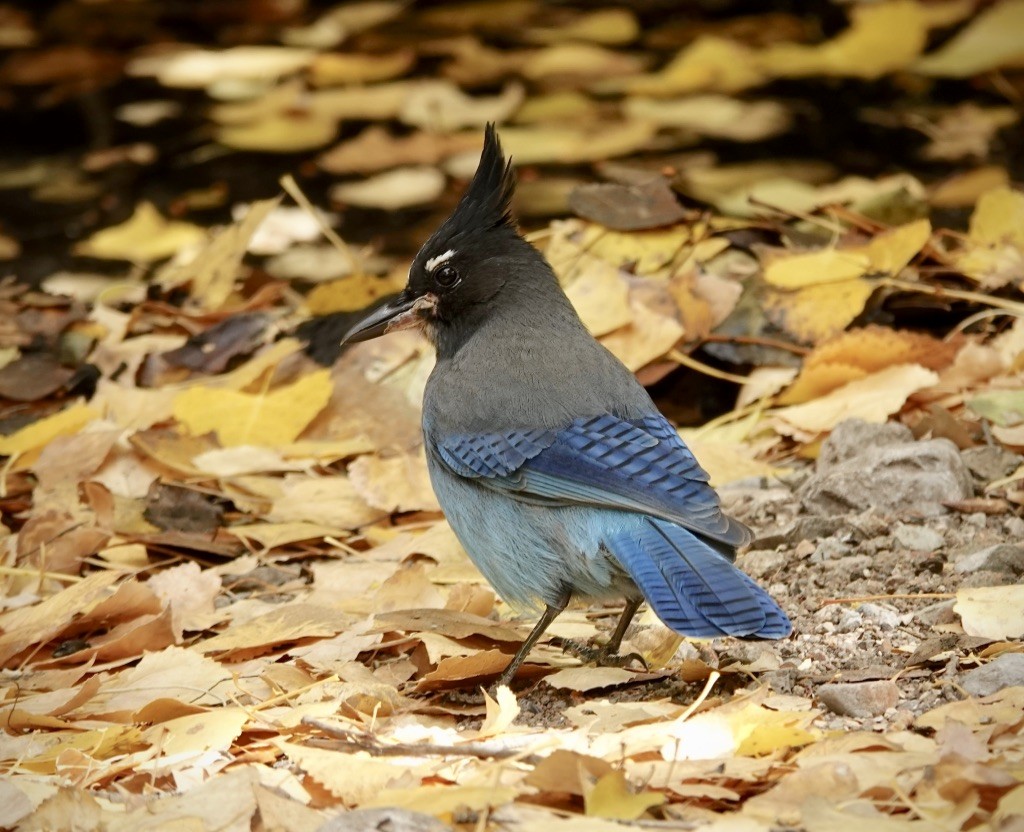Steller's Jay (Southwest Interior) - ML645340809