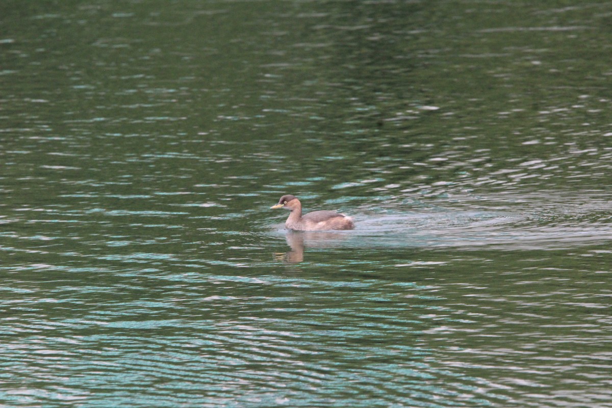 小鸊鷉 - ML645340810