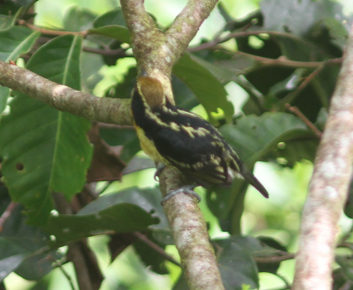 Gilded Barbet - ML645340816