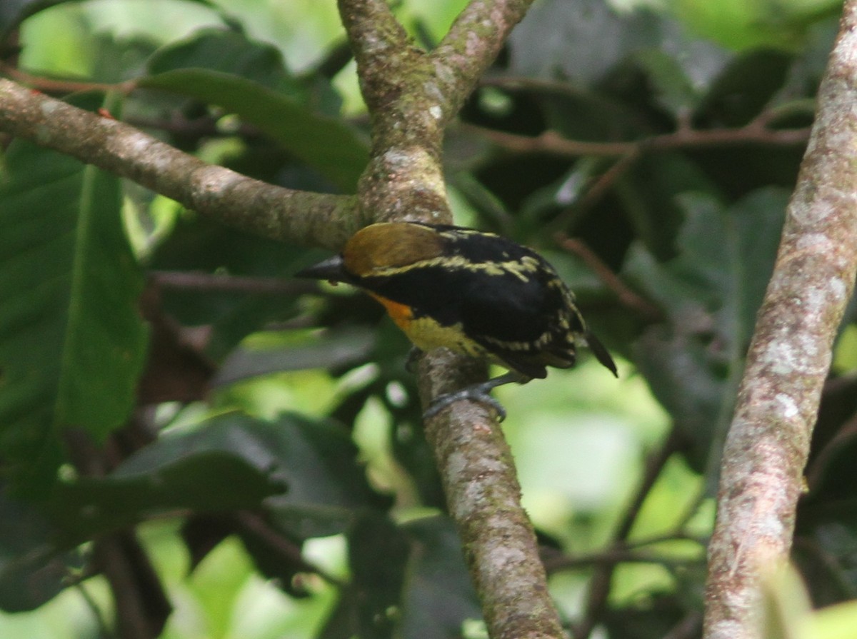 Gilded Barbet - ML645340817