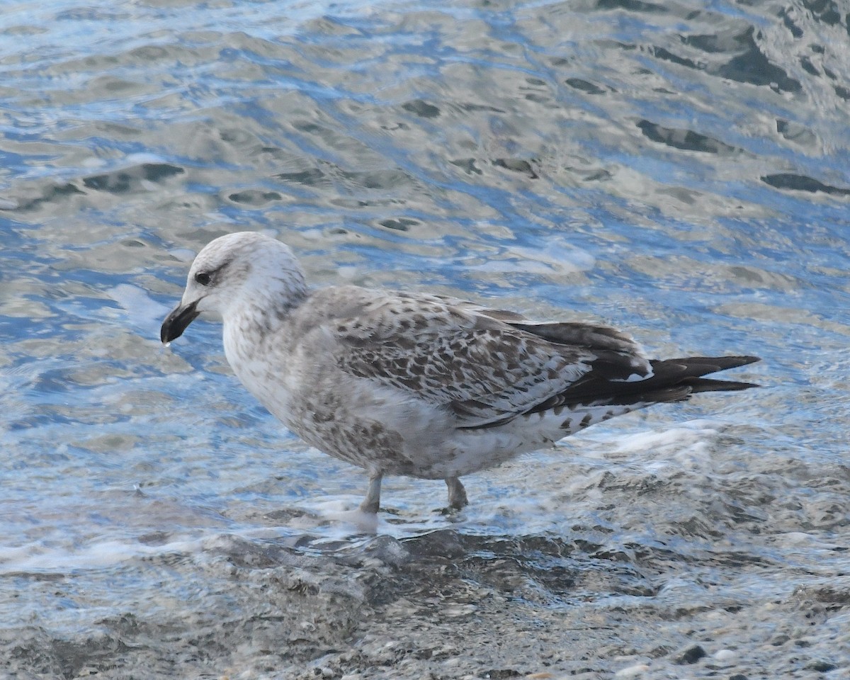 Kelp Gull - ML645340840
