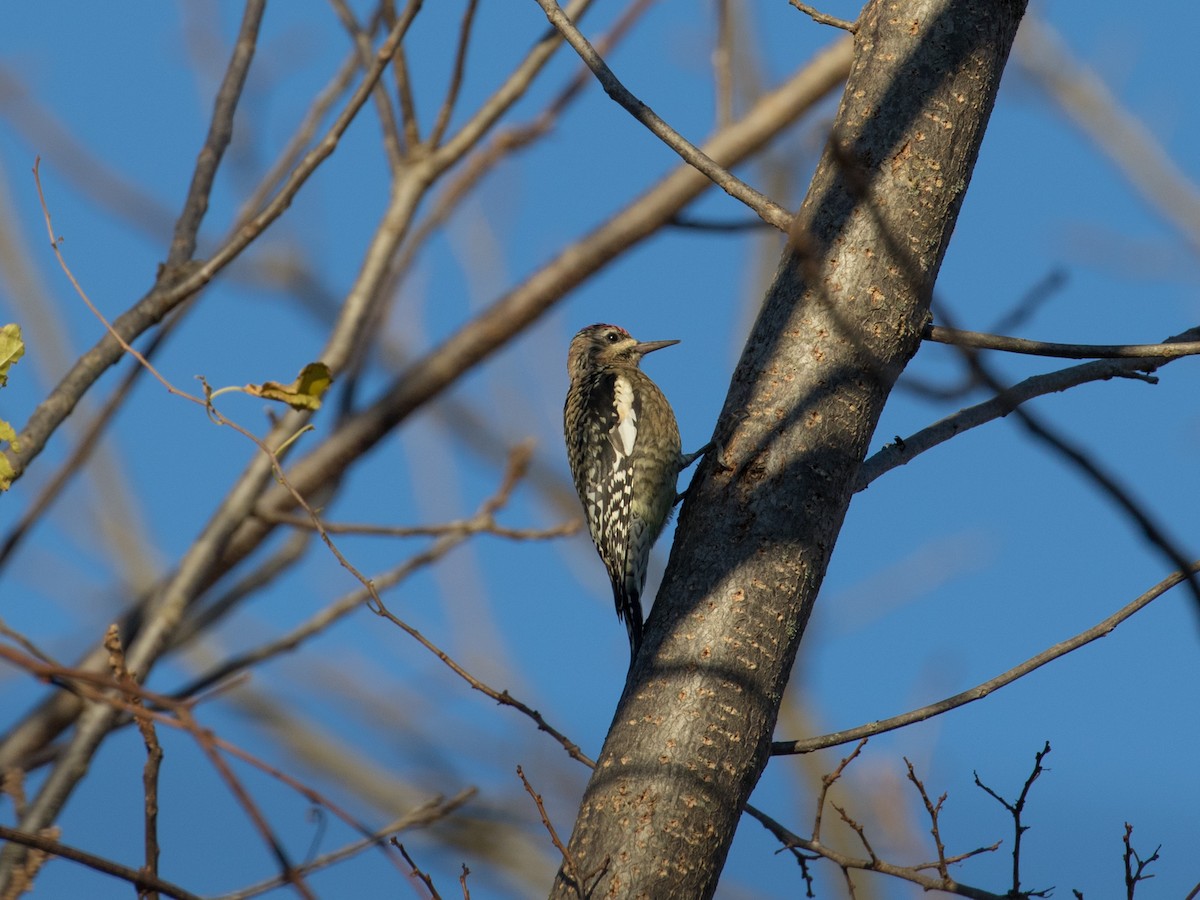 datel rudohrdlý - ML645340845