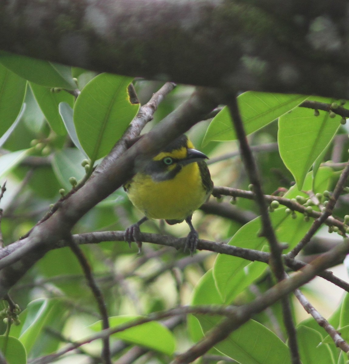 Slaty-capped Shrike-Vireo - ML645340846