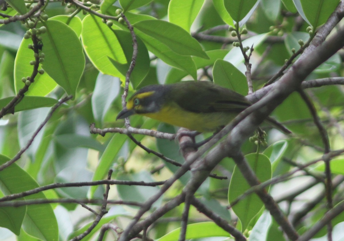 Slaty-capped Shrike-Vireo - ML645340847