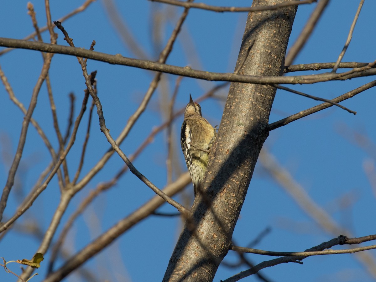 datel rudohrdlý - ML645340851