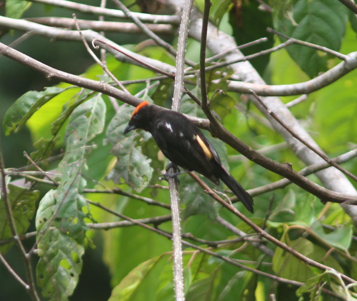 Flame-crested Tanager - ML645340857