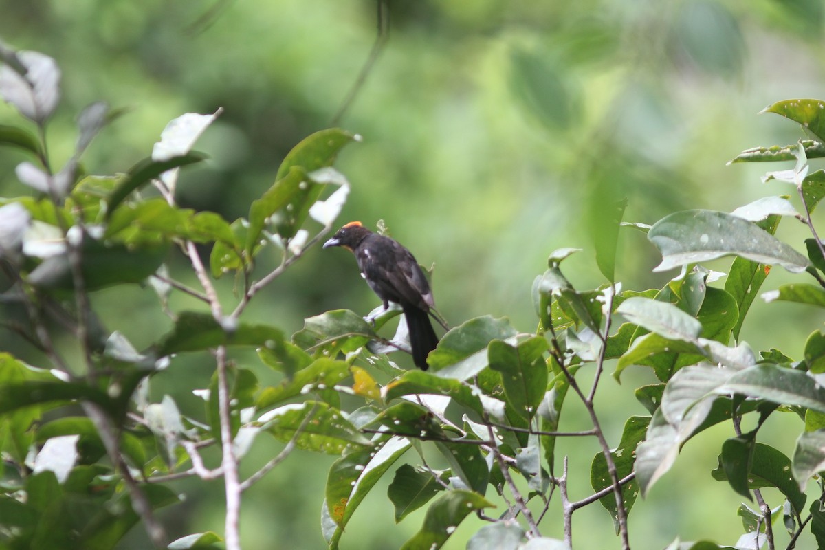 Flame-crested Tanager - ML645340858