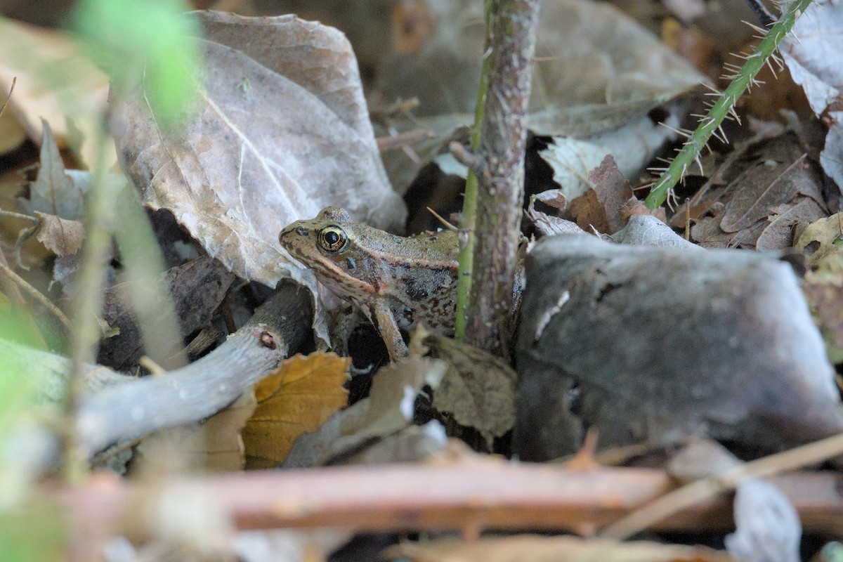Northern Red-legged Frog - ML645340861