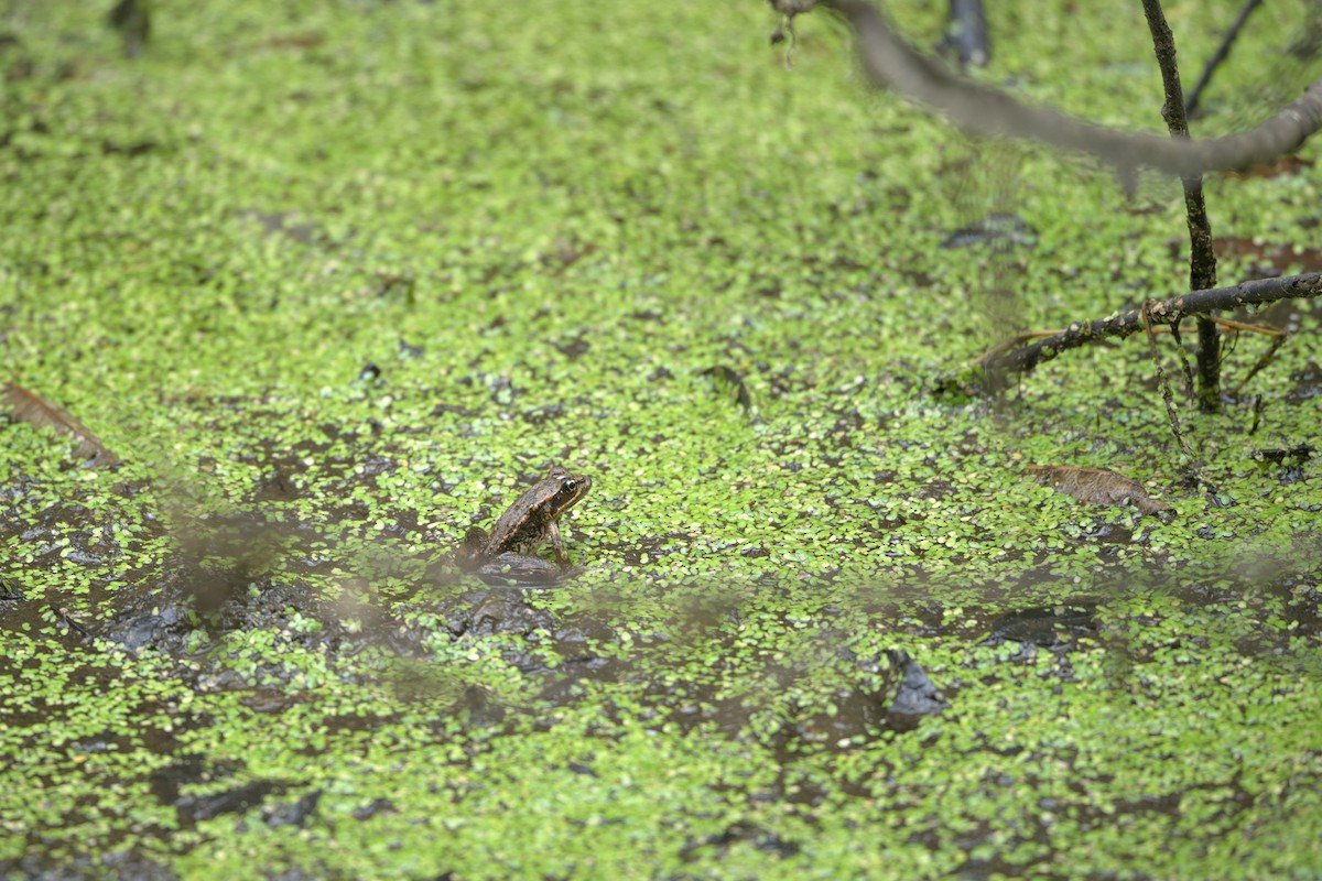 Northern Red-legged Frog - ML645340862