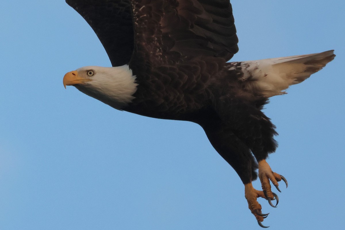 hvithodehavørn - ML645340867