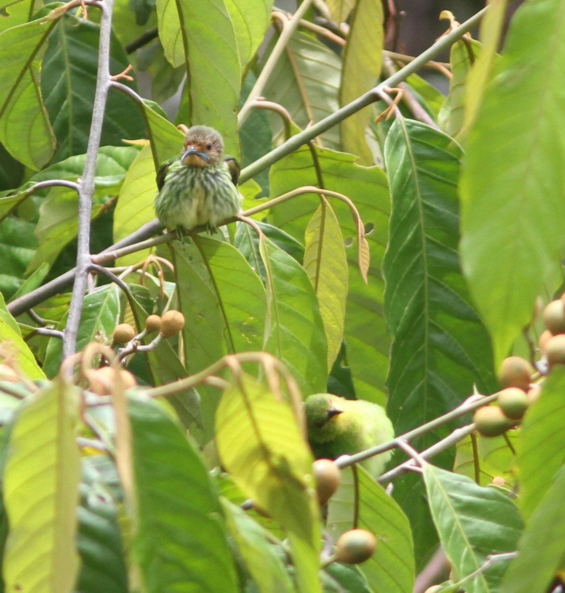 Purple Honeycreeper - ML645340874