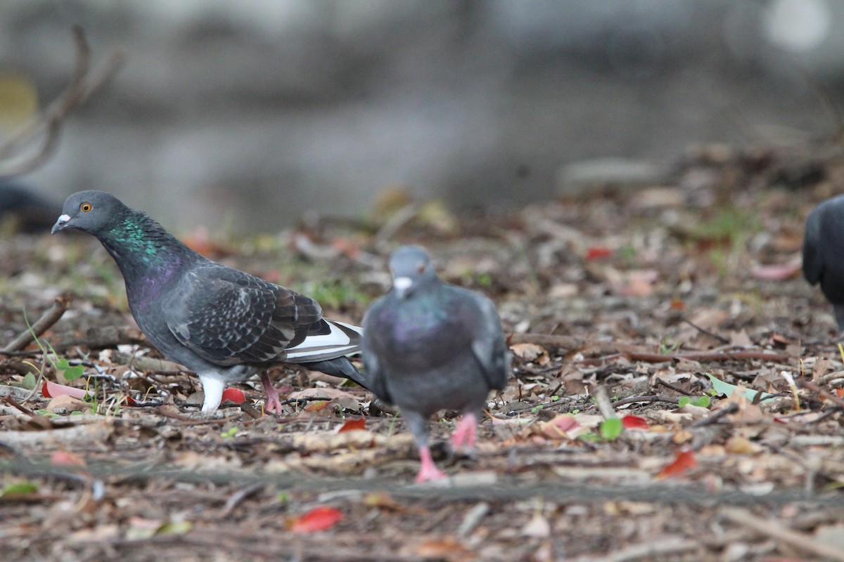 野鴿(野化) - ML645340876