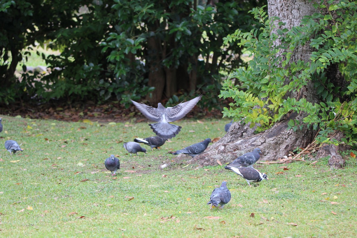 野鴿(野化) - ML645340877