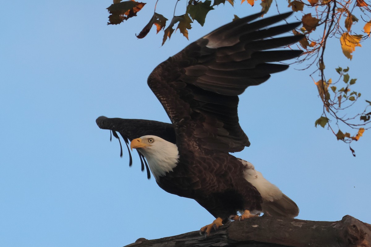 hvithodehavørn - ML645340879