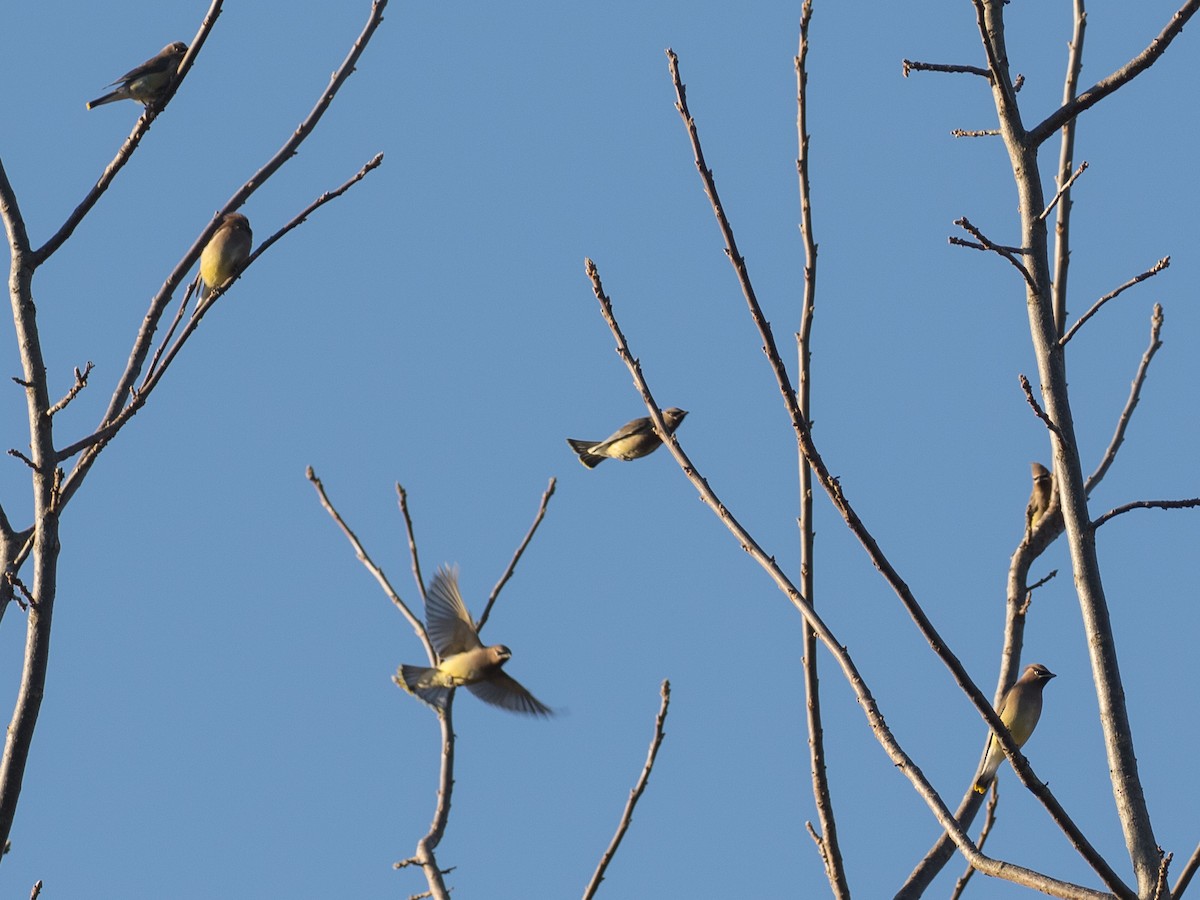 brkoslav americký - ML645340883