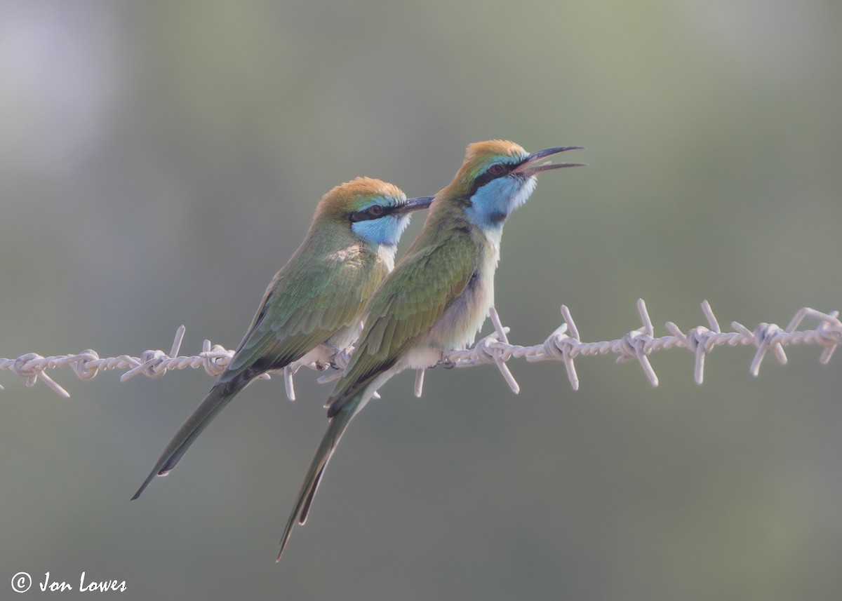 Erle-txori berde arabiarra - ML645340885