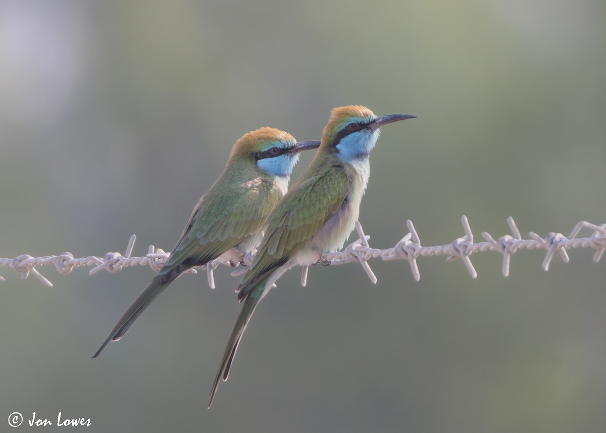 Erle-txori berde arabiarra - ML645340886